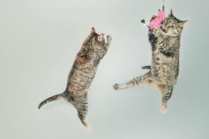 Cats Taylor Swift